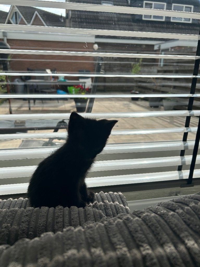 Kittens, Dieren en Toebehoren, Meerdere dieren, Ontwormd, 0 tot 2 jaar