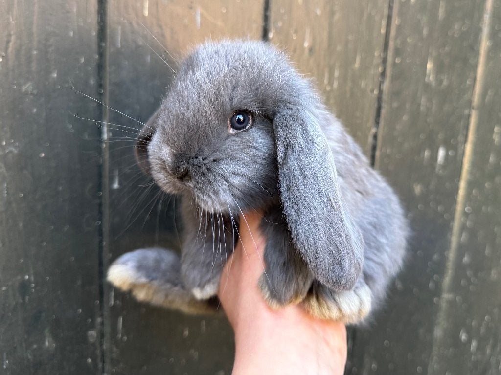 Lieve en gecastreerde raszuivere Franse Hangoor koppels, Meerdere dieren, Groot, Hangoor