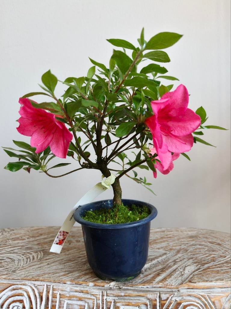 Satsuki Azalea Saien bonsai, Bloeit niet, Halfschaduw, Minder dan 100 cm, Overige soorten