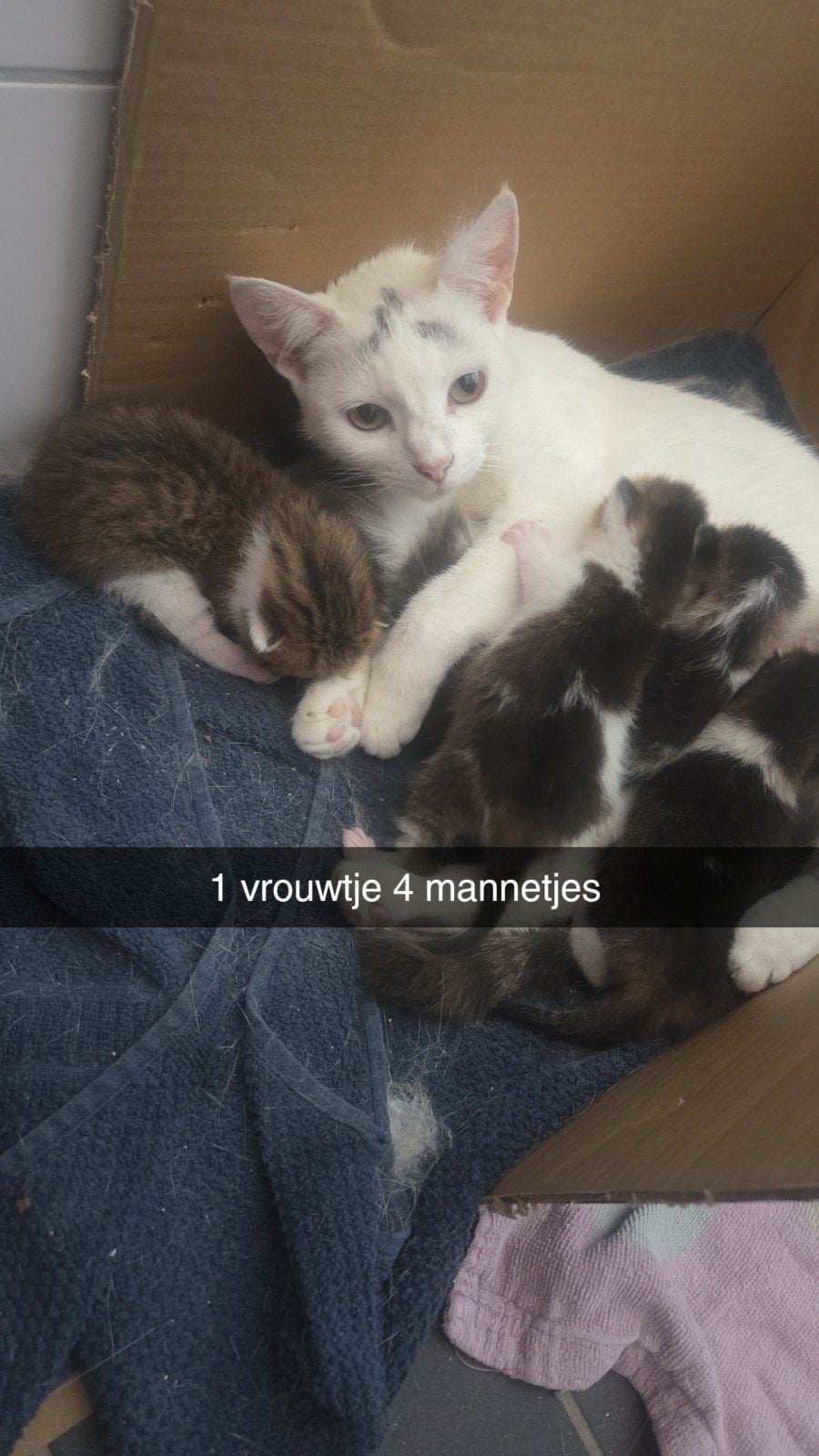 5 mooie kittens, Meerdere dieren, 0 tot 2 jaar