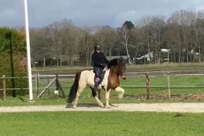 Lieve, knappe, grote IJslander merrie, Dieren en Toebehoren, Paarden, Merrie, Minder dan 160 cm, Met stamboom, Niet van toepassing