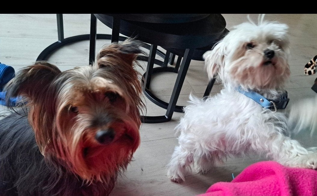 hondenoppas, oppas hond, honden opvang,, Ophalen of Verzenden