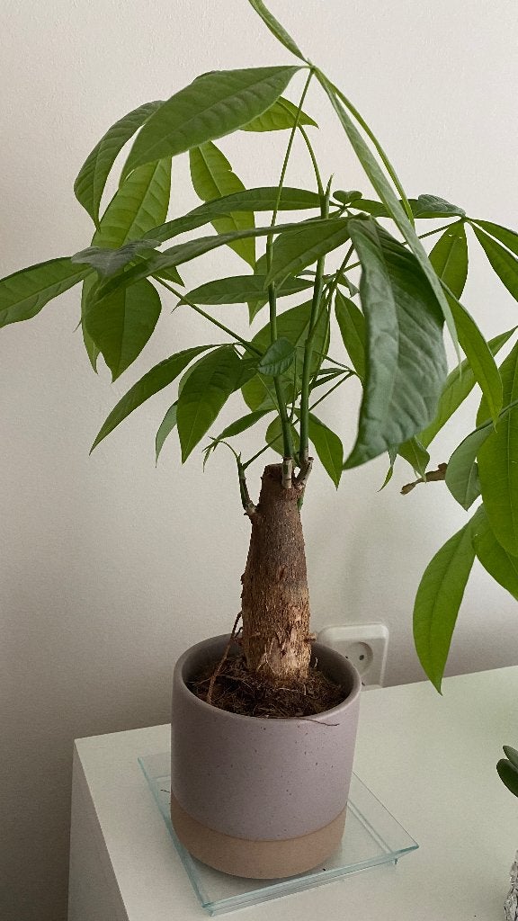 Pachira Aquatica - Geldboom in pot, Overige soorten, In pot, Minder dan 100 cm, Groene kamerplant