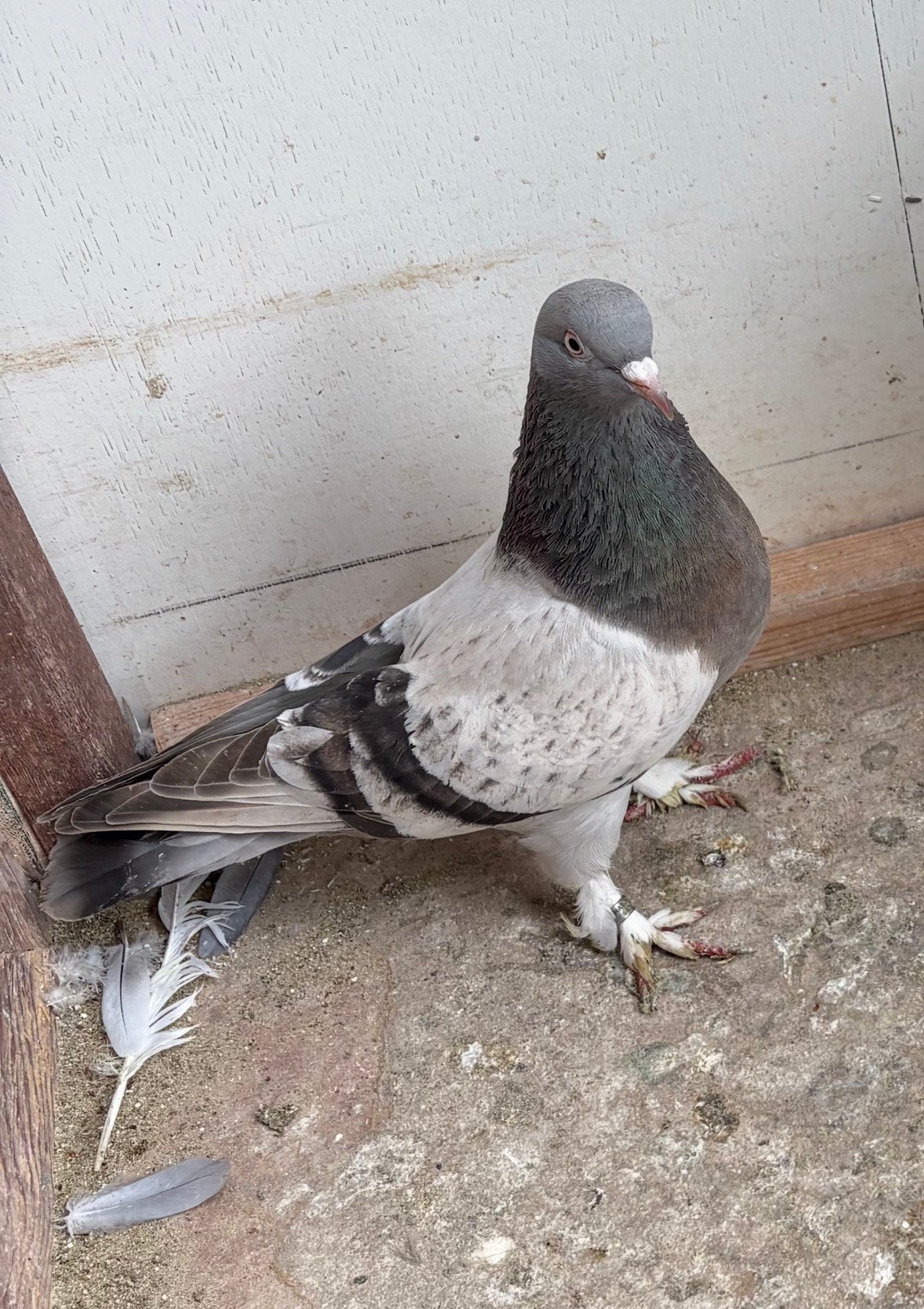 Takla, Dieren en Toebehoren, Vrouwelijk, Postduif