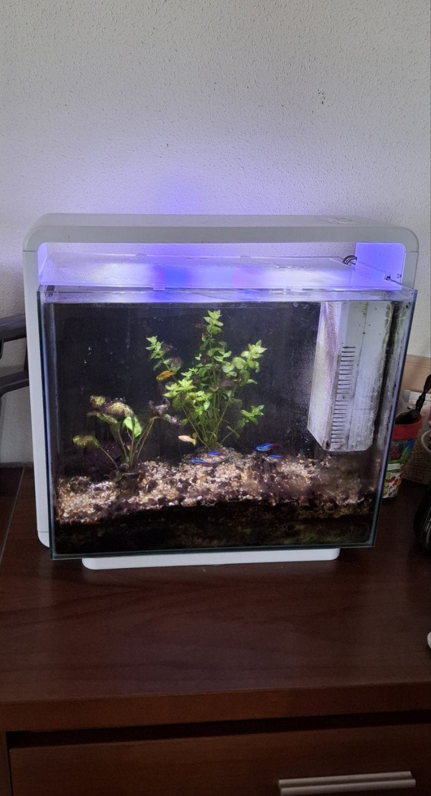 aquarium (alles incl.) Superfish home, Dieren en Toebehoren, Vissen | Aquaria en Toebehoren, Ophalen, Gebruikt, Inclusief vissen