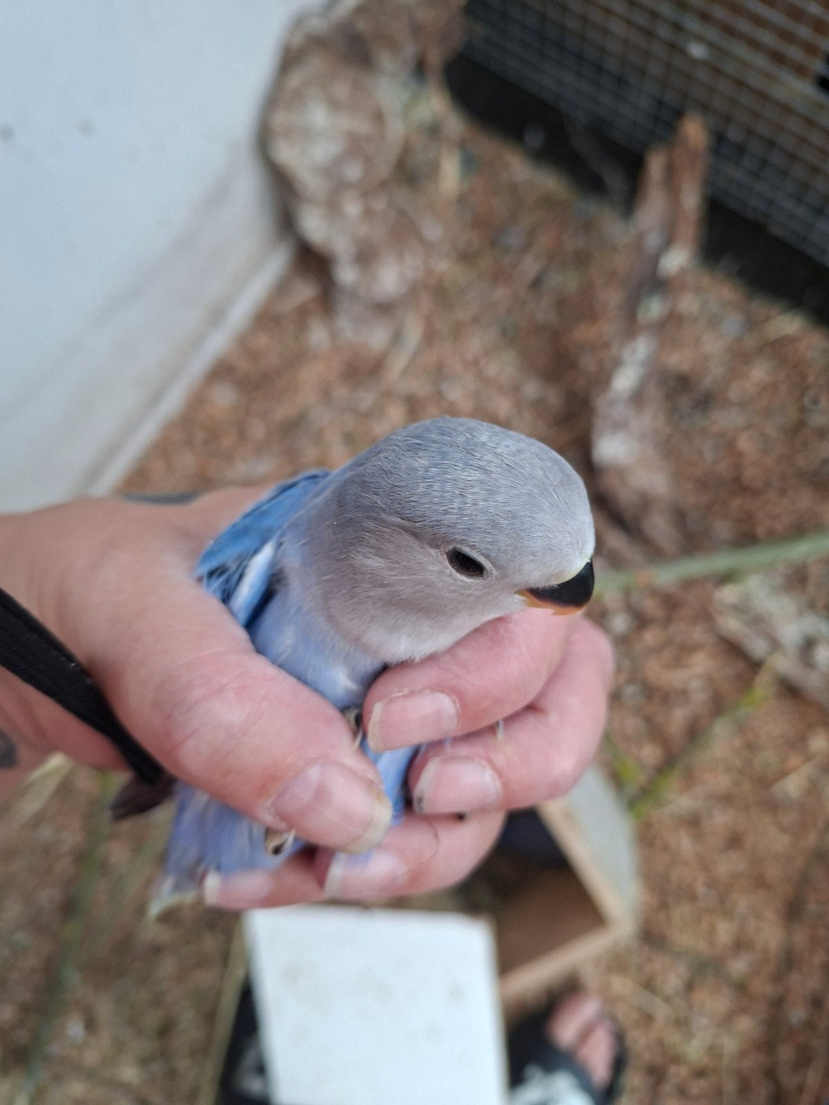 Agapornis om tam te maken, Dieren en Toebehoren, Geslacht onbekend, Dwergpapegaai of Agapornis, Tam