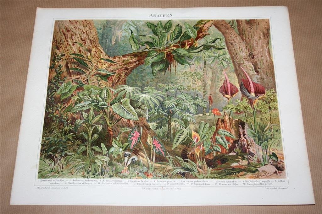 Antieke kleurenlitho - Planten Aronskerk familie - Ca 1900 !, Ophalen of Verzenden