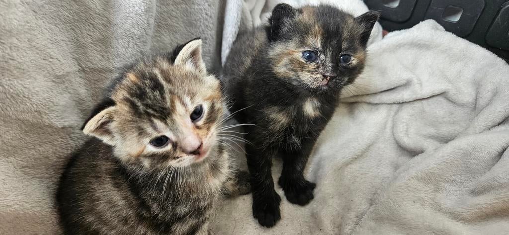 Lieve kittens zoeken thuis, Dieren en Toebehoren, Katten en Kittens | Overige Katten, Meerdere dieren