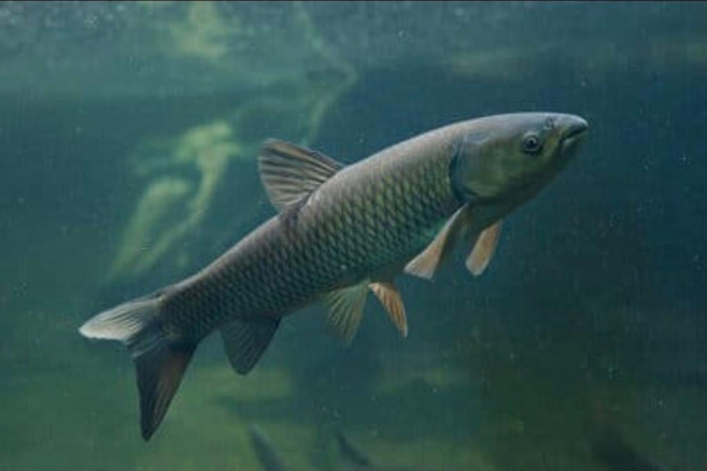 Graskarper gezocht, Dieren en Toebehoren, Karper of Koi