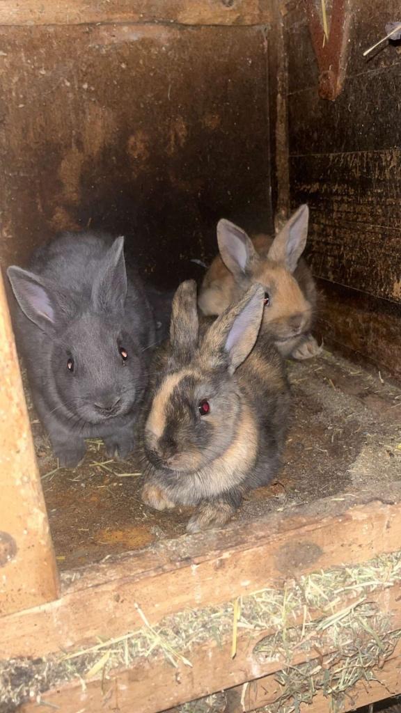 Konijntjes, Meerdere dieren, Middelgroot, Hangoor, 0 tot 2 jaar