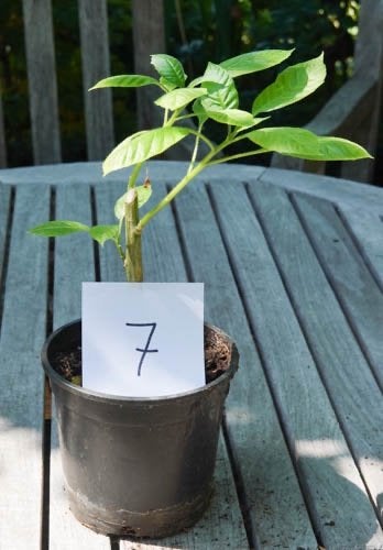 kuipplanten, Brugmansia, Vaste plant, Halfschaduw, Zomer, Ophalen