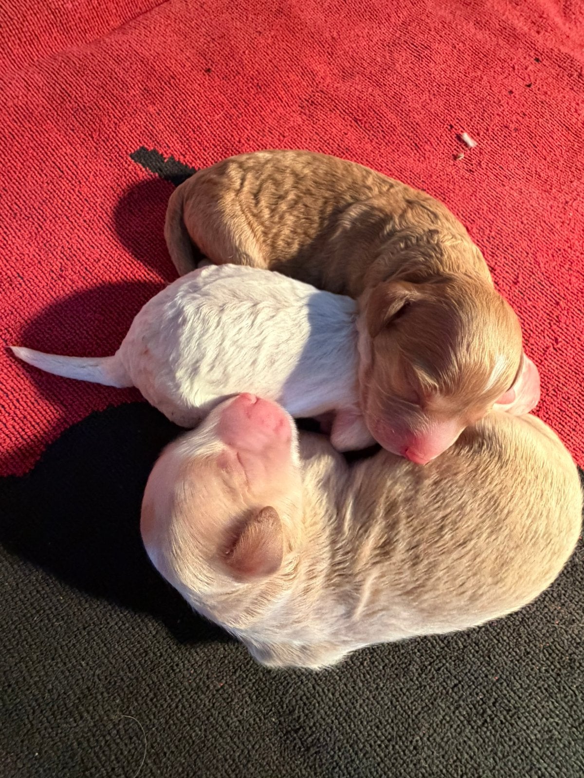 Labradoodle pups, België, Particulier, CDV (hondenziekte), 8 tot 15 weken