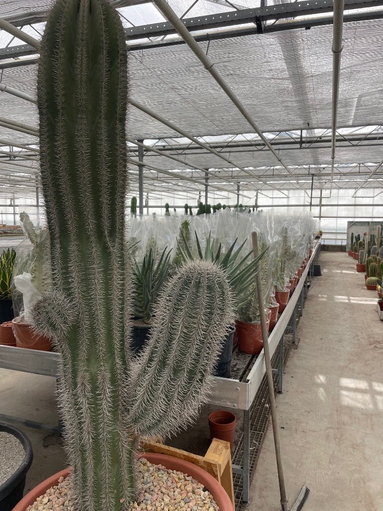 Cactus Pachycereus Pringlii totale hoogte circa 177 cm hoog, Ophalen, Bloeiende kamerplant, 150 tot 200 cm, Volle zon