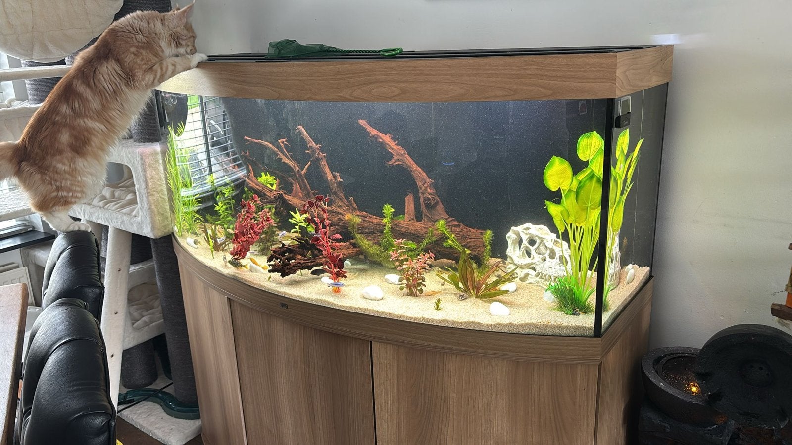 Jewel 150cm curved met alle toebehoren en techniek, Ophalen, Inclusief deksel, Juwel, Gevuld zoetwateraquarium
