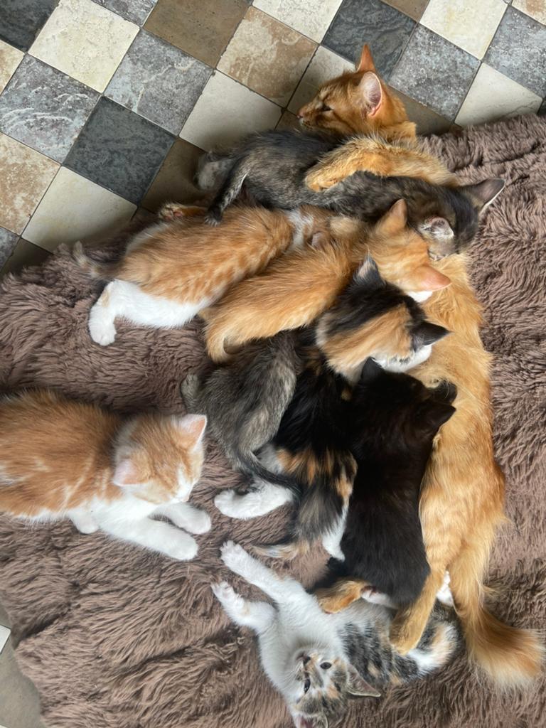 Prachtige gezonde kittens, Dieren en Toebehoren, Meerdere dieren, Ontwormd, 0 tot 2 jaar