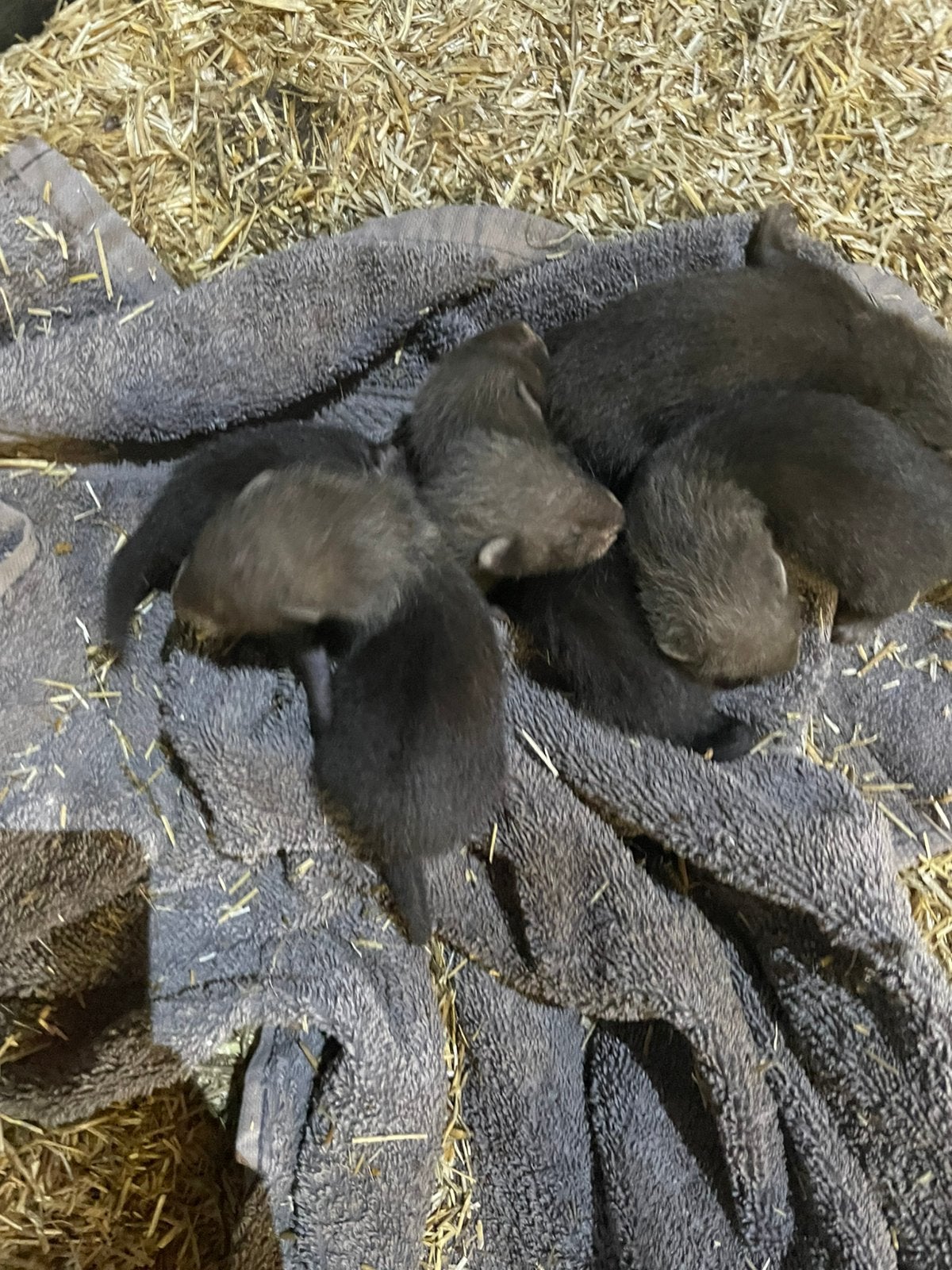 Fretten puppy’s, Dieren en Toebehoren, Overige Dieren, Juni, Meerdere dieren