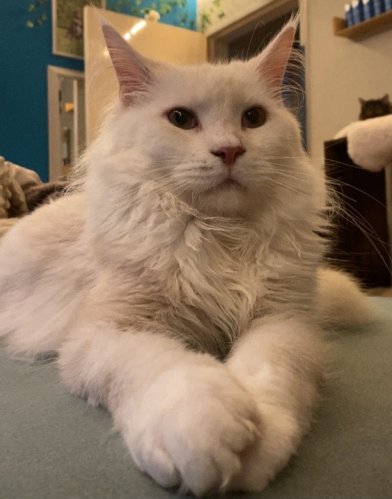 Maine Coon kater, Dieren en Toebehoren, Kater, Met stamboom, 0 tot 2 jaar