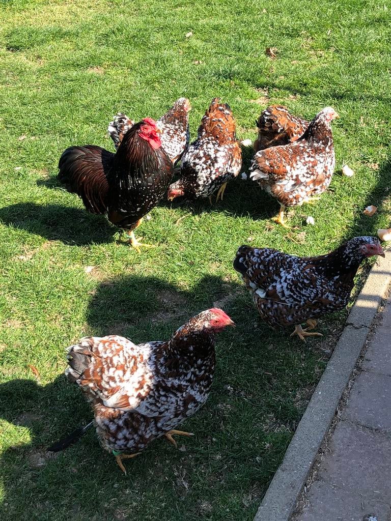 Wyandotte kriel hennen met onverwante haan., Dieren en Toebehoren, Meerdere dieren, Kip