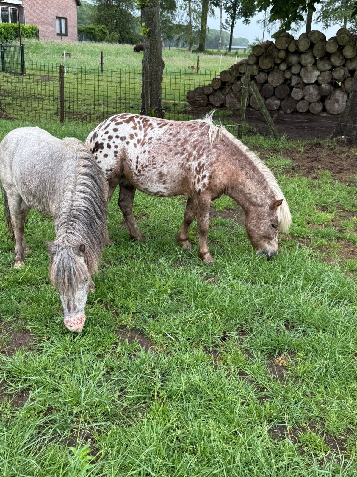 Plek vrij voor hengsten/ruinen van alle formaten met rijbak!, Weidegang, 4 paarden of pony's of meer