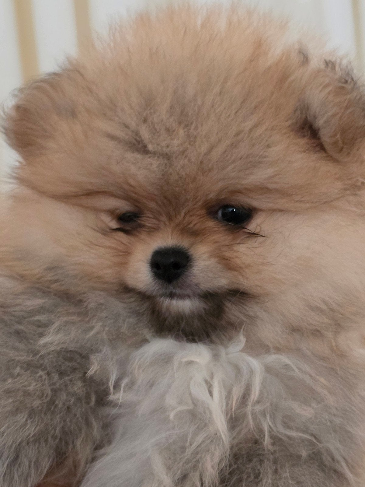 Pomeriaan pups Nederlandse, Keeshond, Meerdere, Meerdere dieren, Nederland