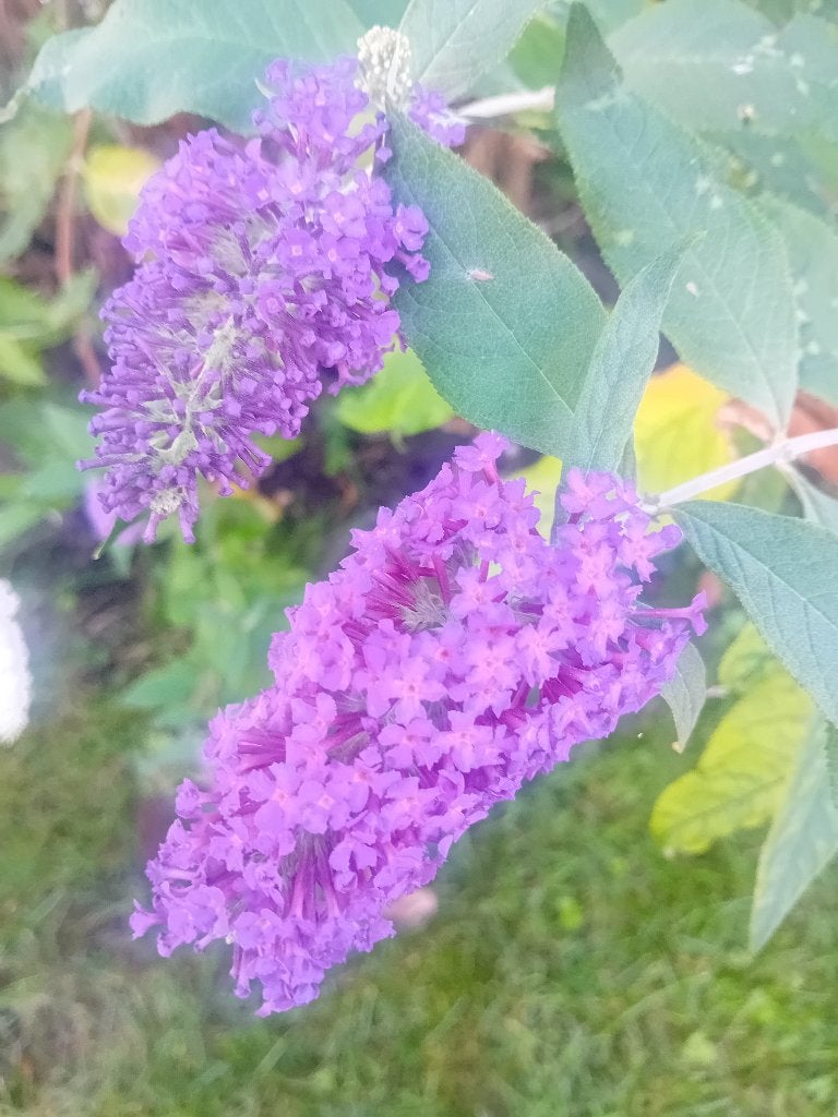 Vlinderstruiken paars, lila, Volle zon, Vaste plant, Zomer, Ophalen
