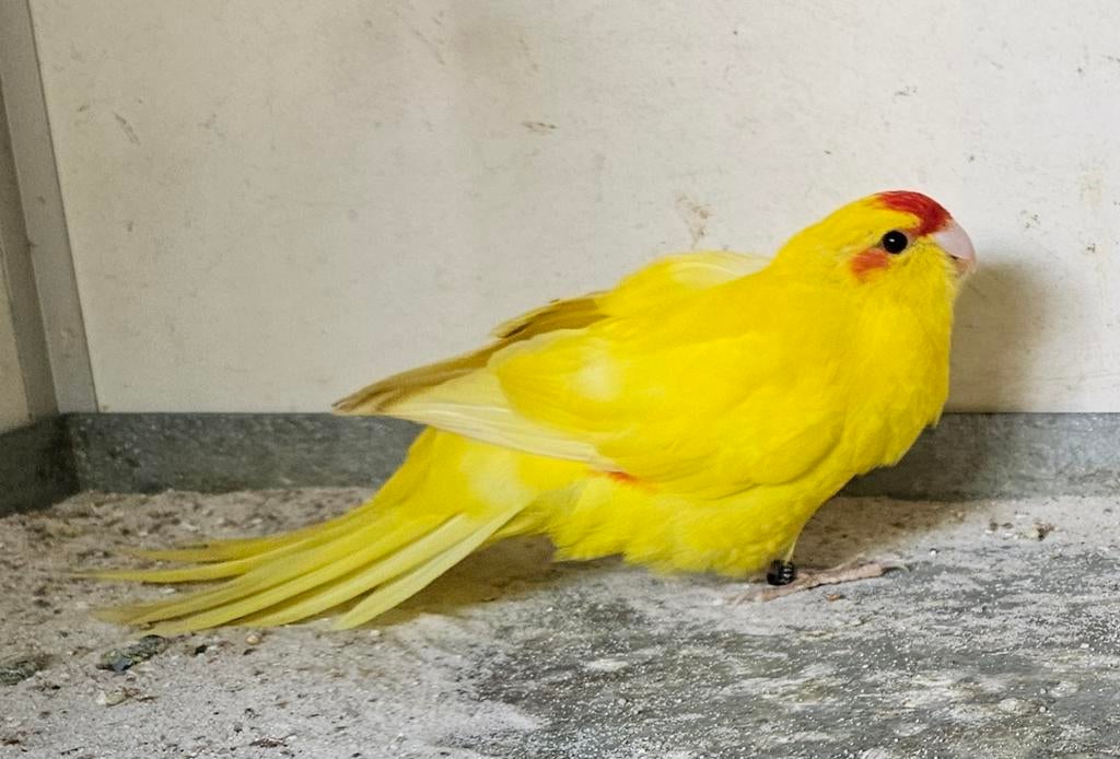 0-1 Kakariki, Dieren en Toebehoren, Vrouwelijk, Parkiet, Geringd