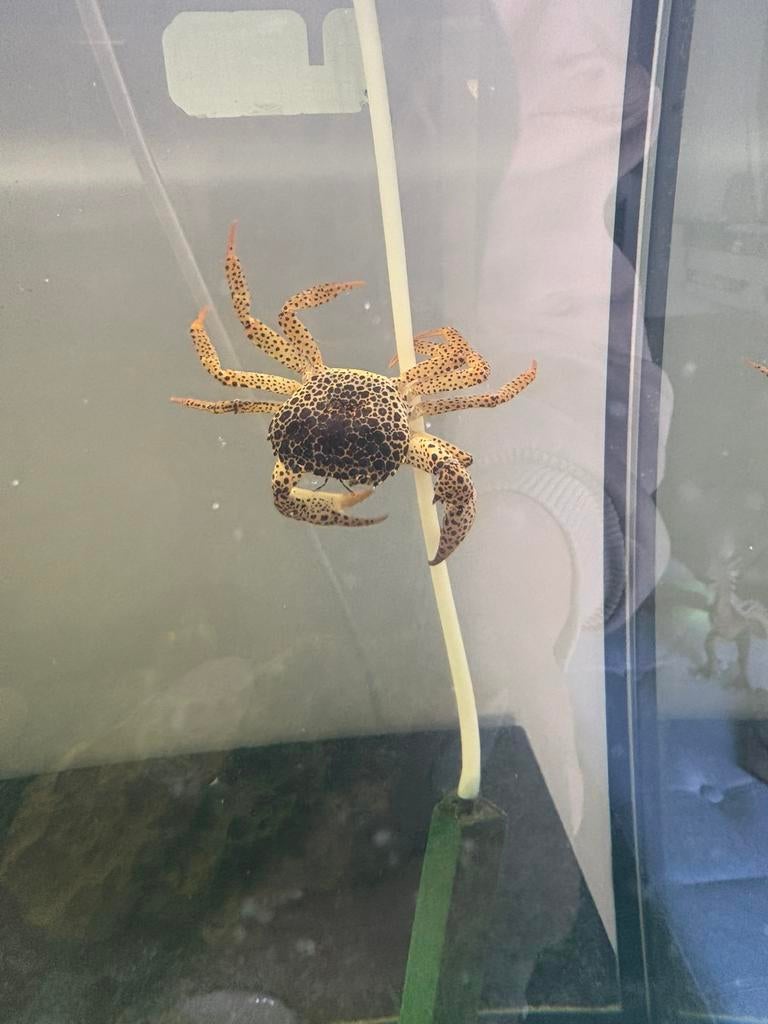 Krab, Vis