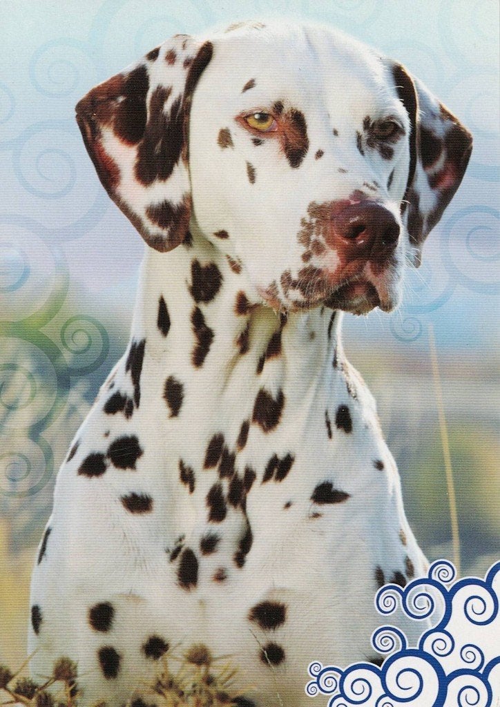 Dalmatier 442, Ophalen of Verzenden, 1980 tot heden, Ongelopen, Hond of Kat