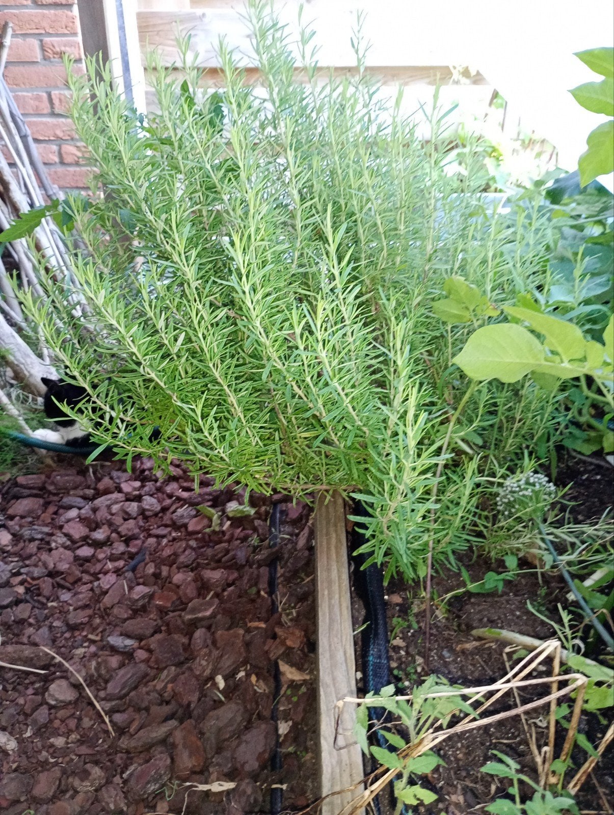 Enorme rozemarijn Plant, Tuin en Terras, Planten | Tuinplanten, Ophalen