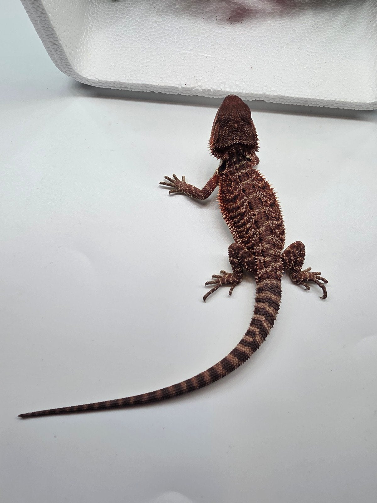 Baardagaam dark red monster het hypo vrouw Bearded Dragon photo 3