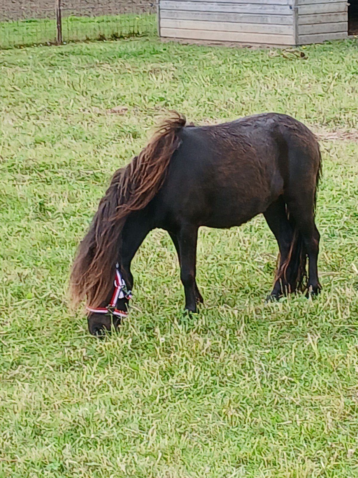 te koop een prachtige lieve donker bruine merrie, Dieren en Toebehoren, Merrie, A pony (tot 1.17m), Gechipt