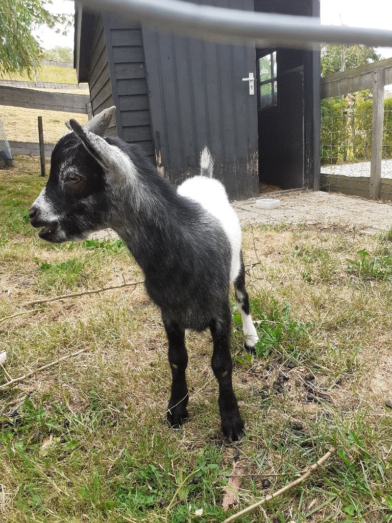 Mooie, jonge dekbok, Dieren en Toebehoren, Schapen, Geiten en Varkens, Mannelijk, Geit, 0 tot 2 jaar