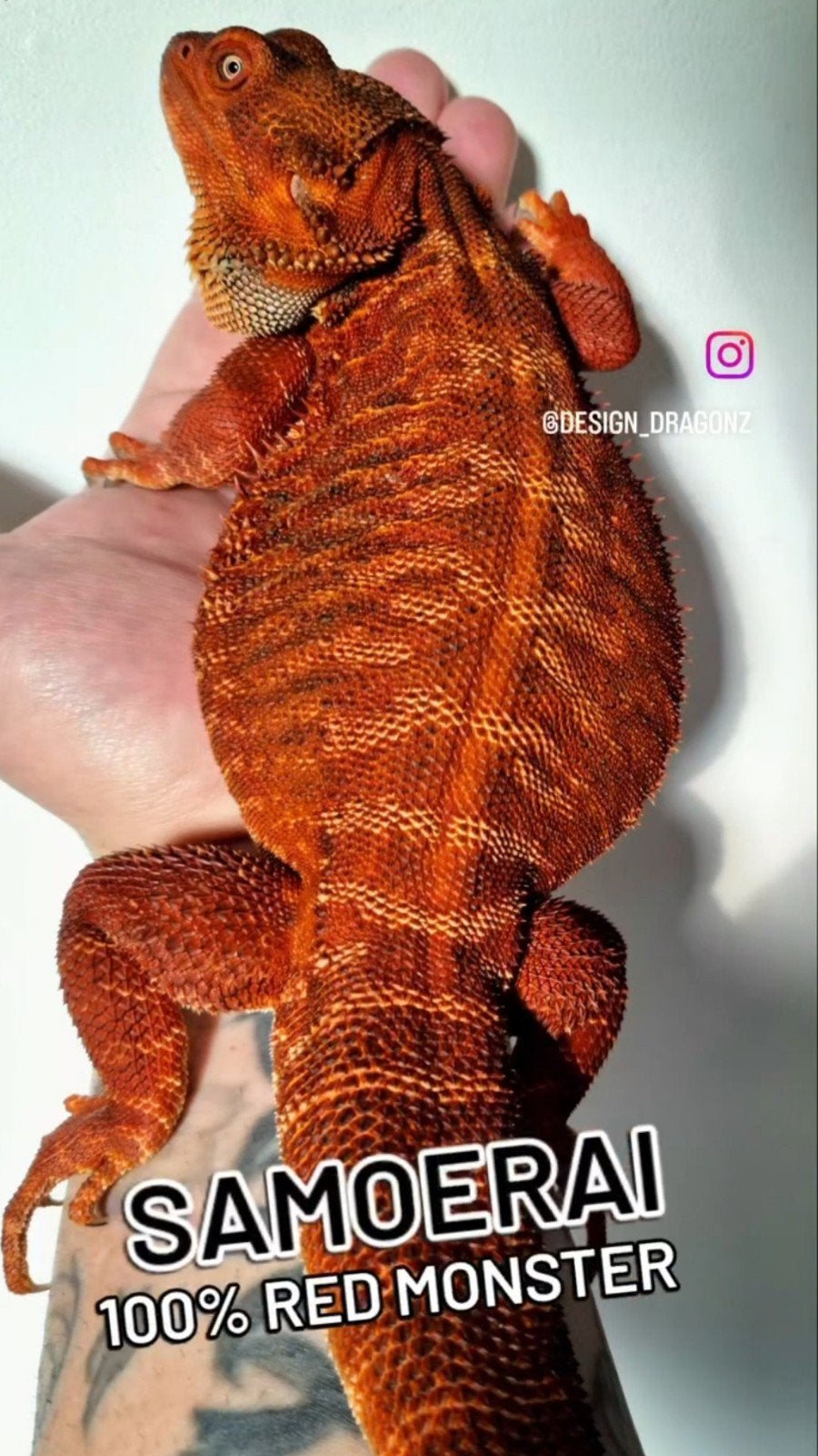100% Red Monster Leatherback Baardagaam Man Bearded Dragon photo 7