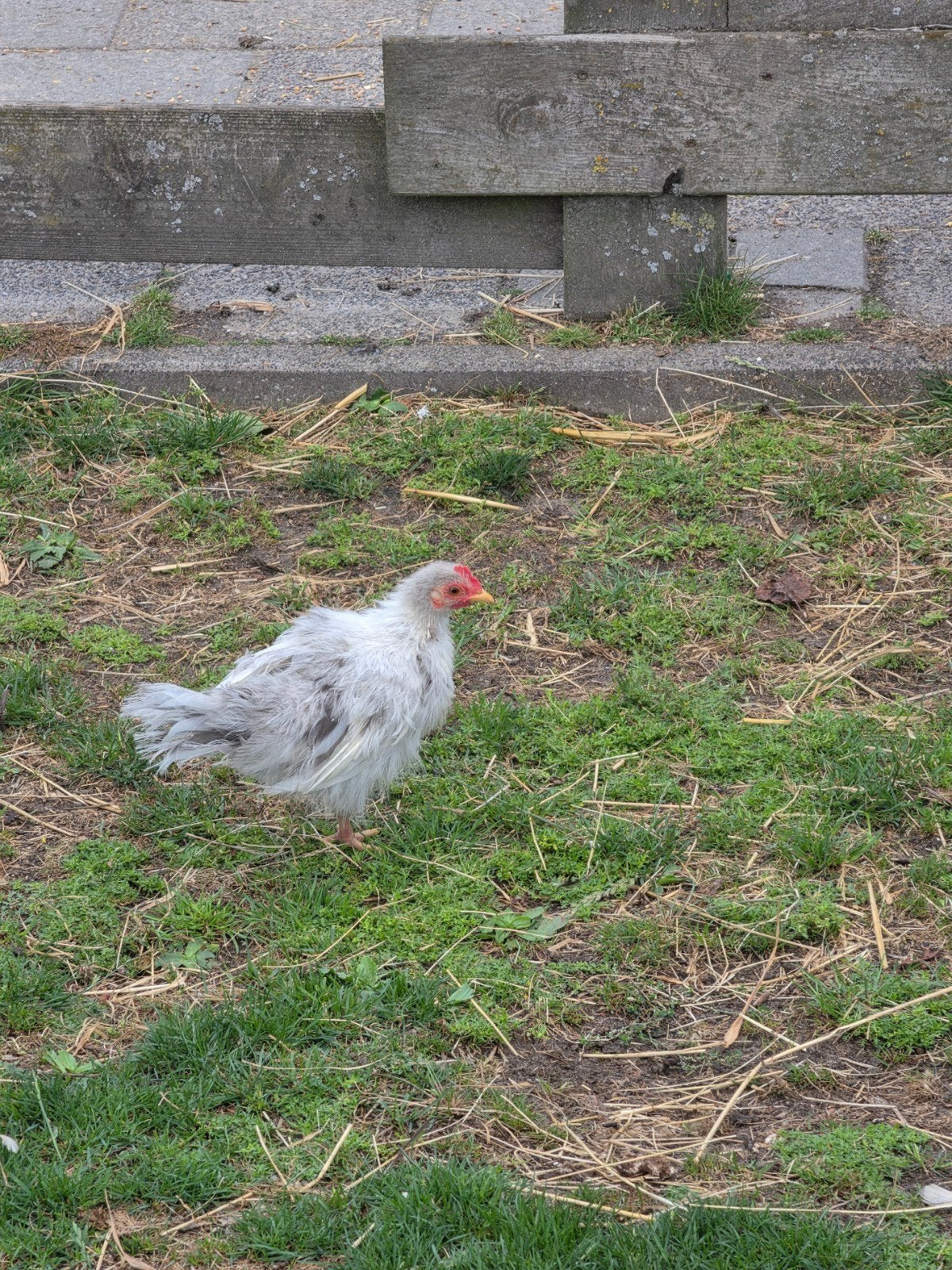 Serama kippen, Dieren en Toebehoren, Pluimvee, Meerdere dieren, Kip