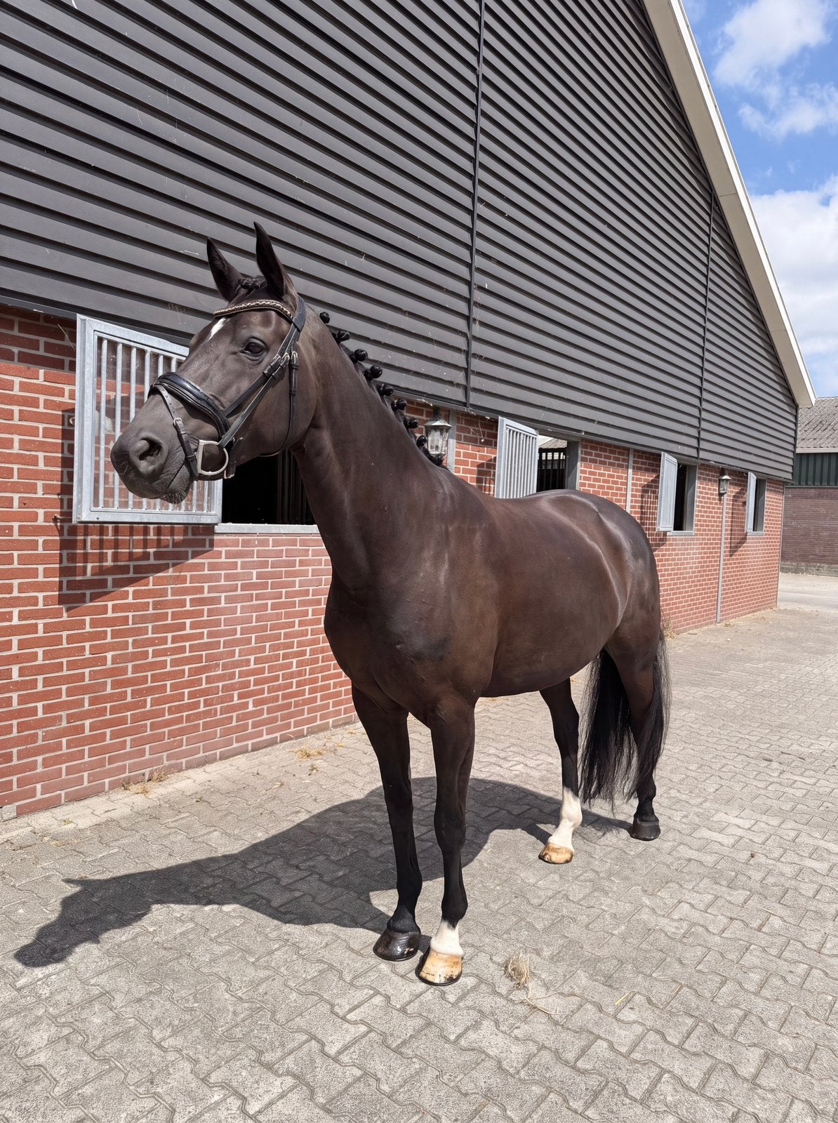 Lieve werkwillige 7 jarige merrie | Desperado x Gibraldi, Dieren en Toebehoren, Paarden, Merrie, L, 160 tot 165 cm, 7 tot 10 jaar