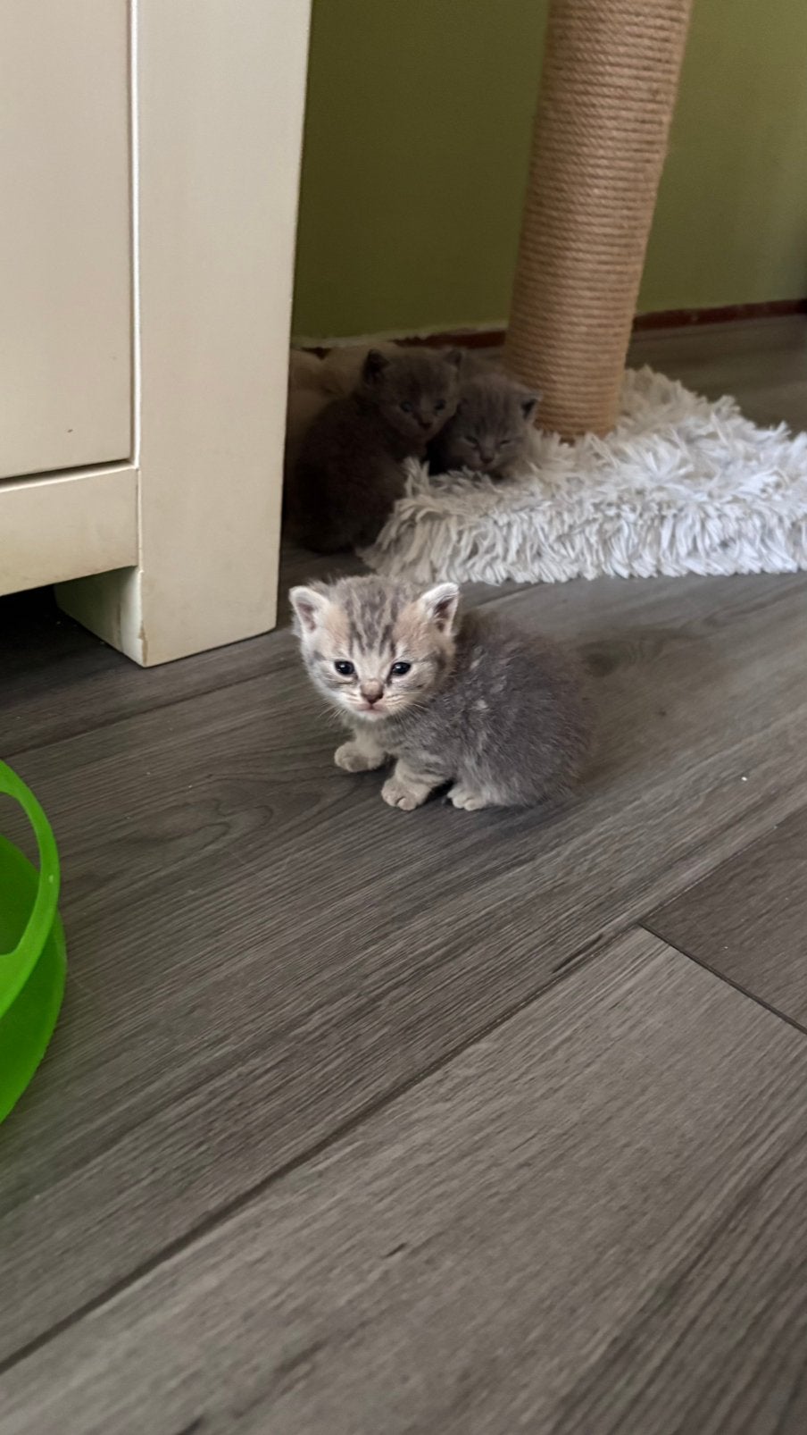 britse korthaar kitten. poesje, Meerdere dieren, Ontwormd, 0 tot 2 jaar