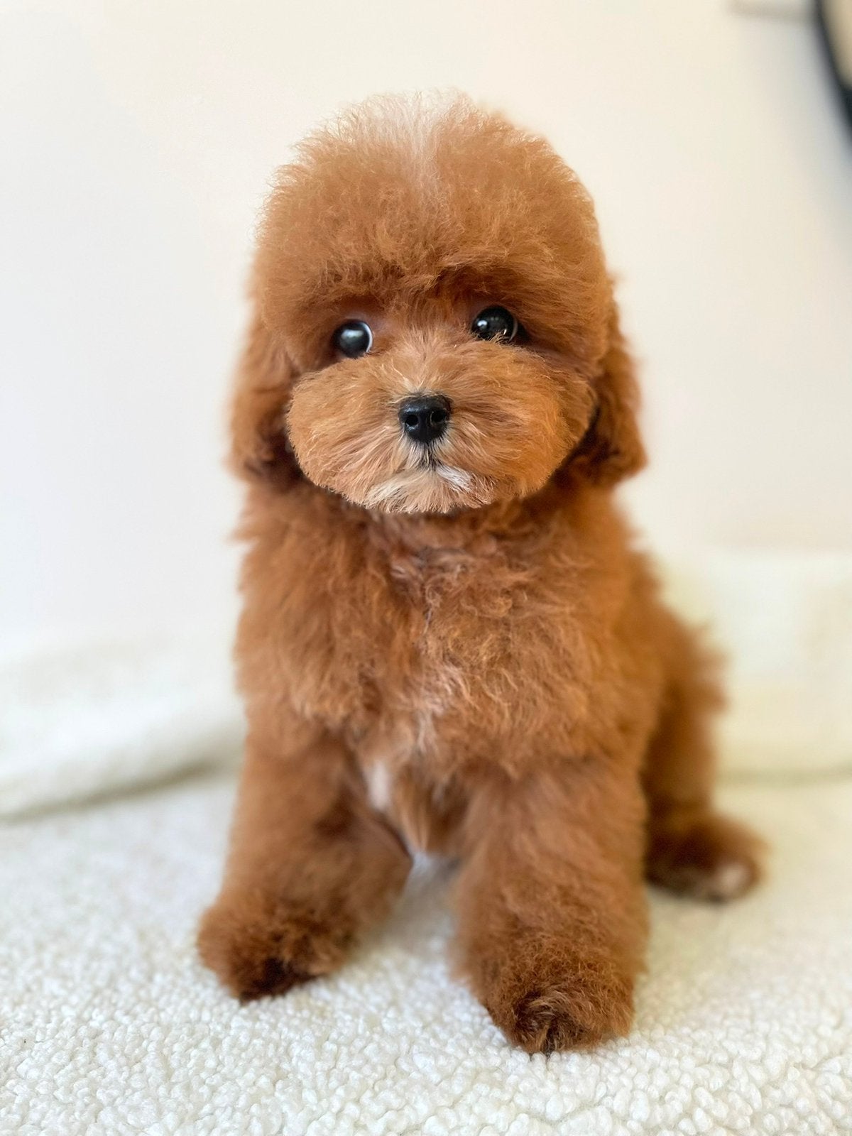 Exclusieve Aziatische Toy Poedel , Micro pup ( Maltipoo ), Particulier, Overige rassen, 8 tot 15 weken, Buitenland