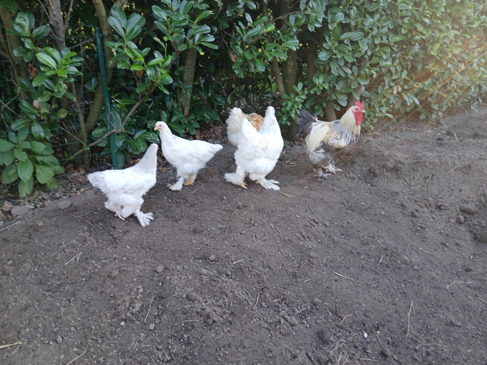jonge Brahma hennen, Dieren en Toebehoren, Vrouwelijk, Kip