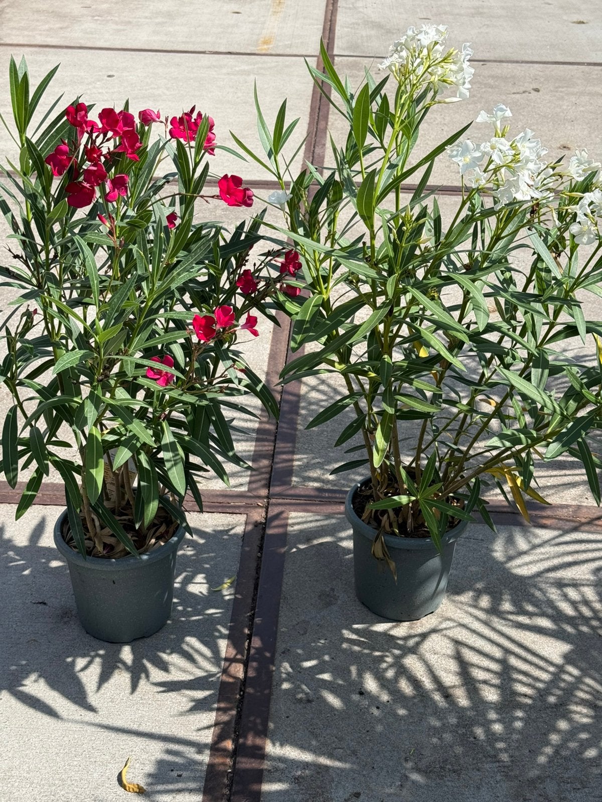 Twijfel niet meer oleanders grote plant mooi vol 100cm10,-, Volle zon, Vaste plant, Zomer, Ophalen