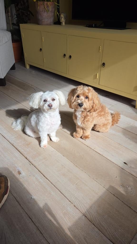 Honden oppas gezocht, Dieren en Toebehoren, Ophalen of Verzenden