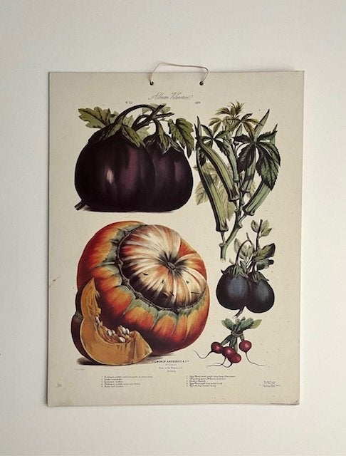 Poster bord met geschilderde plaat no 23-1871 Album Vilmorin, 38 cm, Papier/karton, Ophalen of Verzenden, Zo goed als nieuw