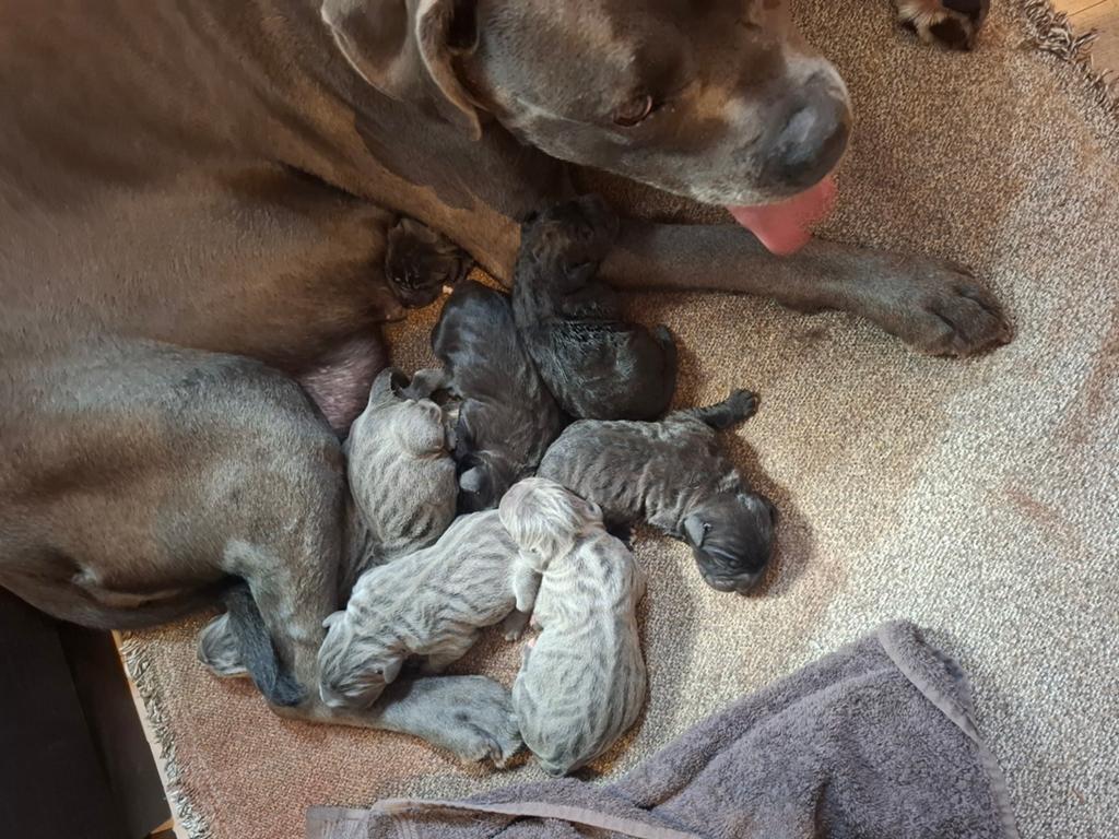 Puppy's Cane Corso geboren, 8 tot 15 weken, Parvo, Meerdere, Meerdere dieren