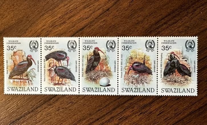 Swaziland 1984 vogels Ibis postfris - Wildlife Conservation, Ophalen of Verzenden, Postfris