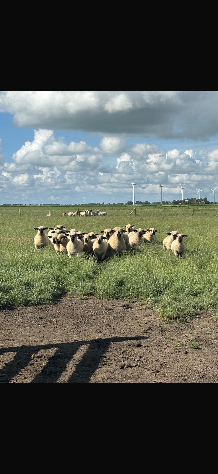 Hampshire down schapen, Meerdere dieren, Schaap
