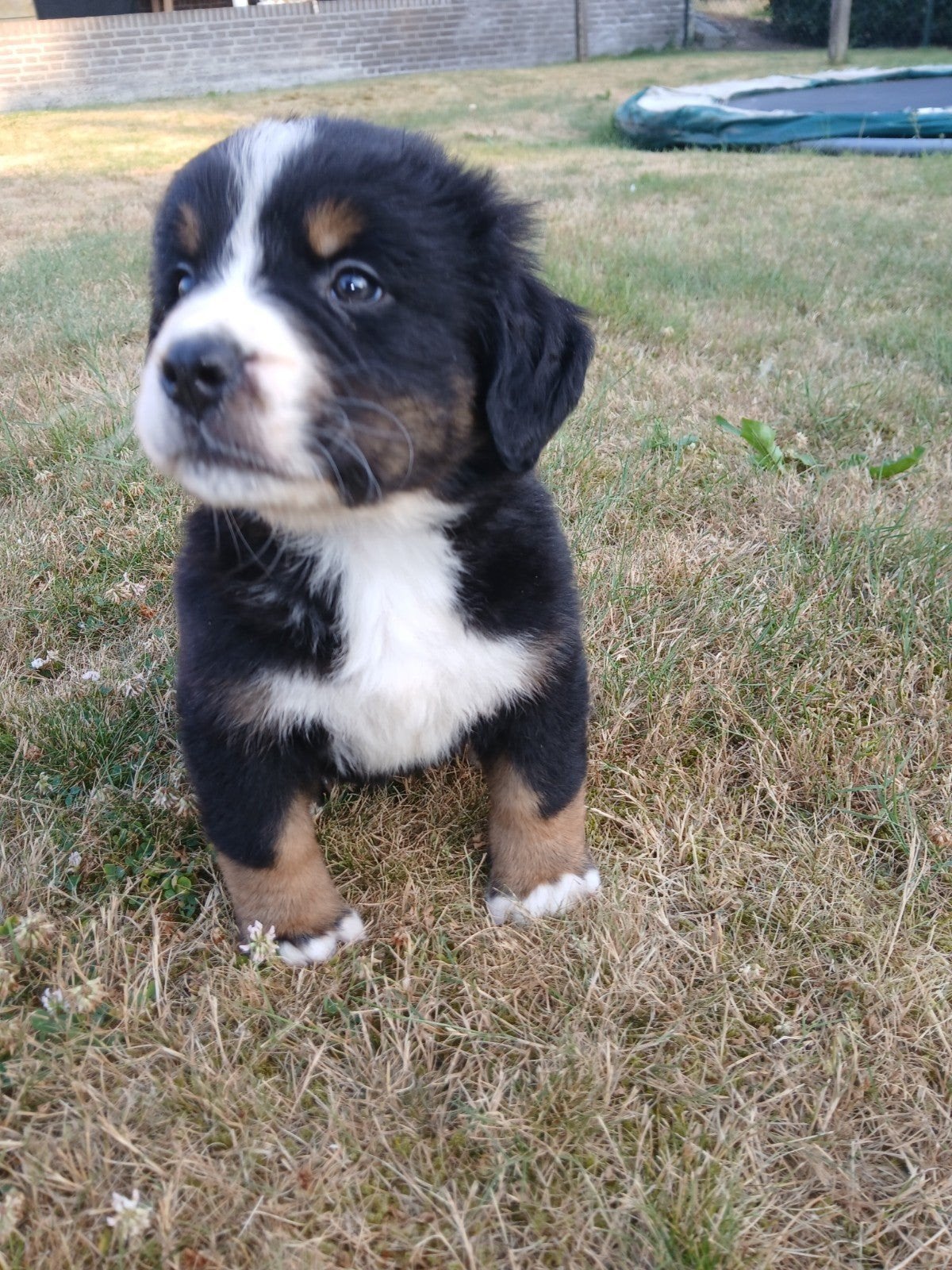 Prachtige boulab pups., Parvo, 8 tot 15 weken, Meerdere, Meerdere dieren