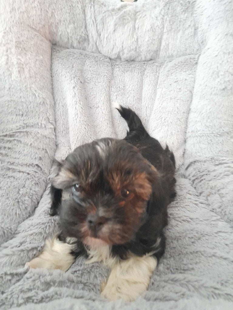 Boomer pup, Parvo, 8 tot 15 weken, Eén hond, Nederland