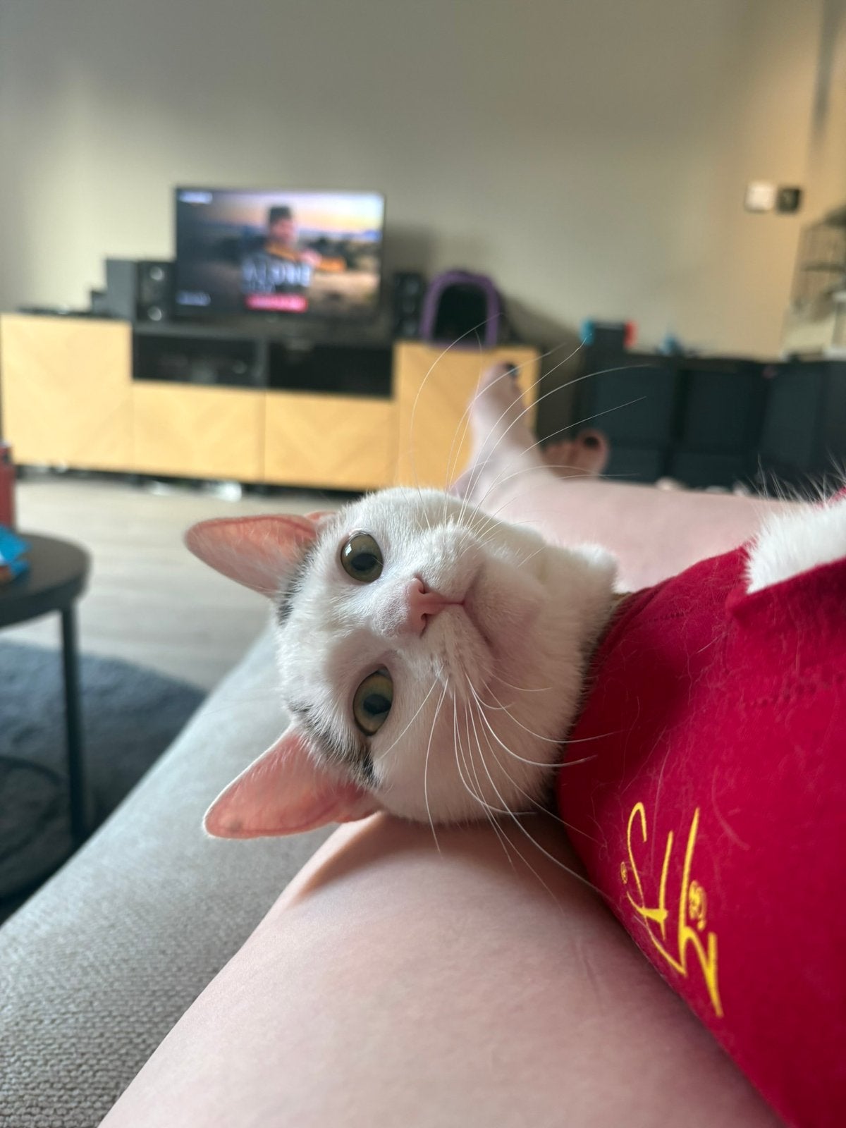 HELP MILA WEER OP HAAR POOTJES (SPOED), Dieren en Toebehoren, December, Vrouwelijk