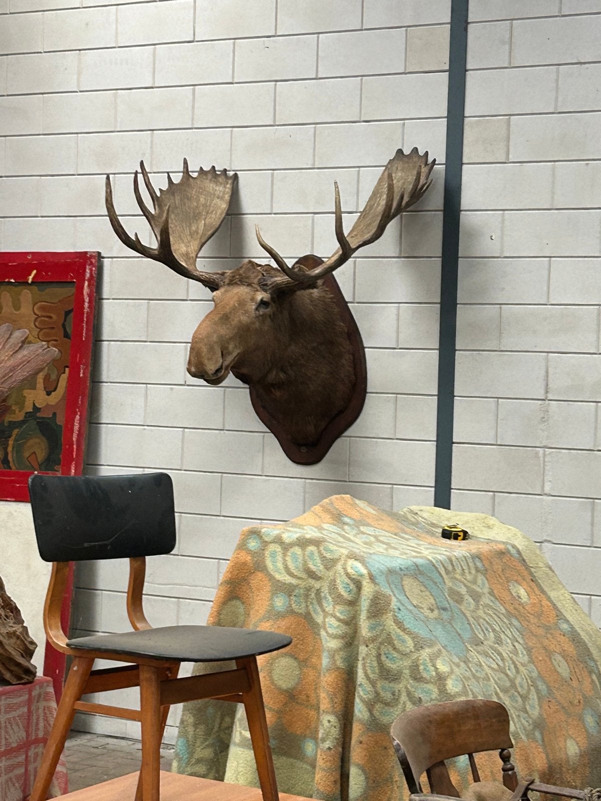 Prachtige grote Canadese eland - 147cm breed, Ophalen, Gebruikt, Wild dier, Opgezet dier
