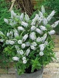 Wintergroene heide, Hebe andersonii white lady P9 plant, Bodembedekkers, Volle zon, Vaste plant, Ophalen of Verzenden