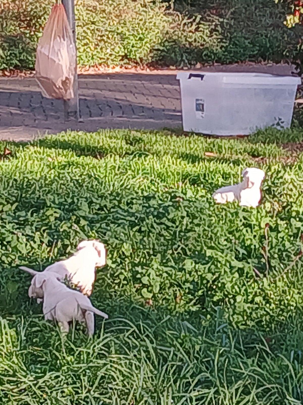 dogo argentino puppy's, Overige rassen, 8 tot 15 weken, Meerdere, Meerdere dieren